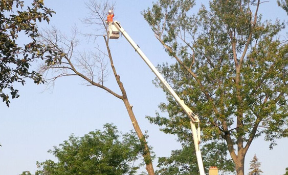 Tree Care